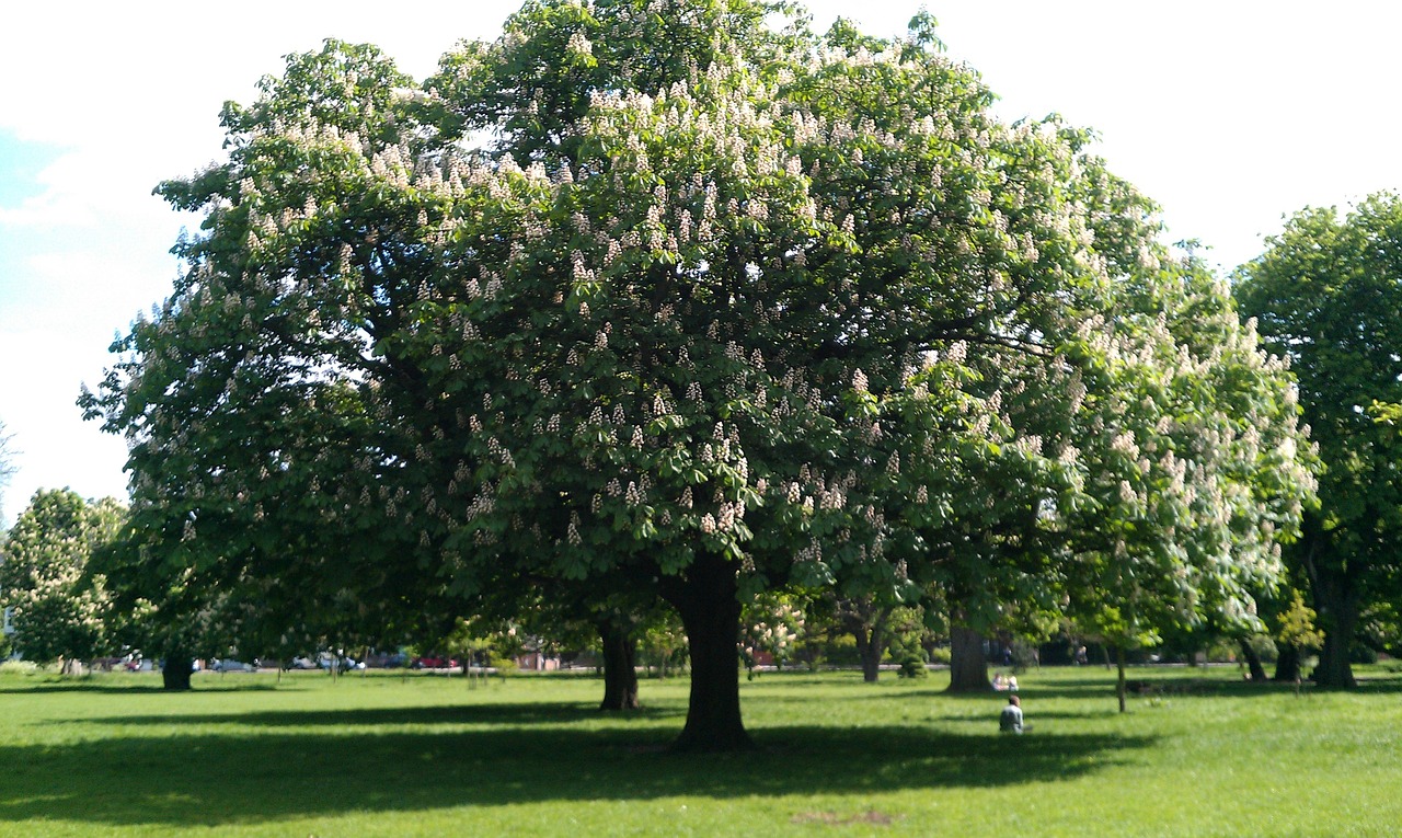 clissold park north london